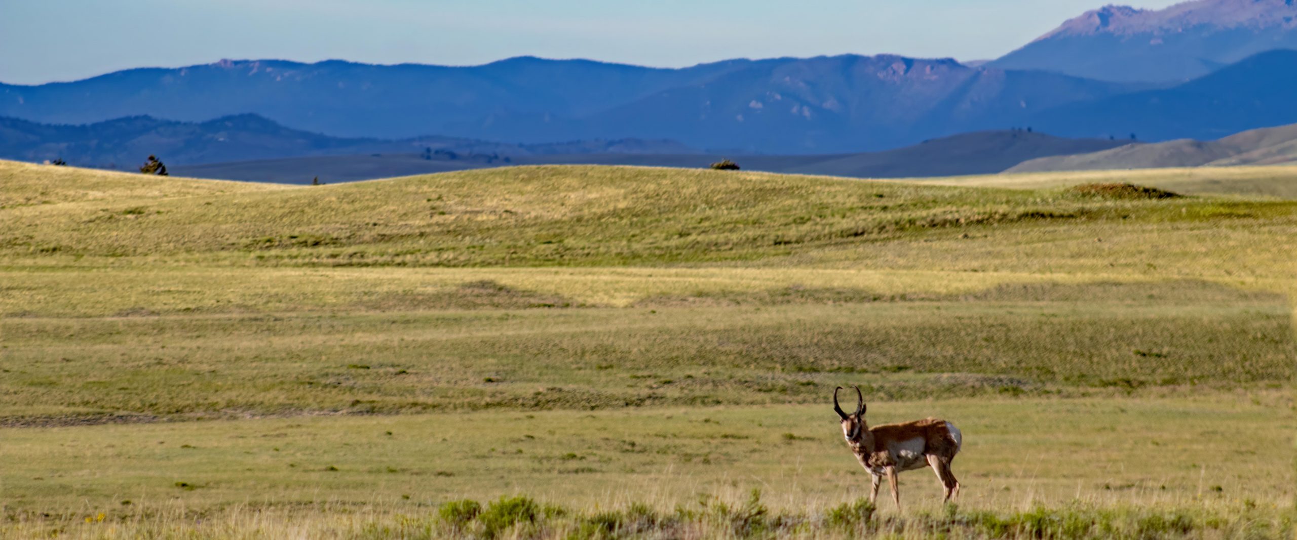 Pronghorn-SouthPark